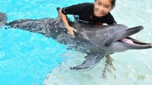 dolphin_being_used_for_photo_opportunities_at_resort