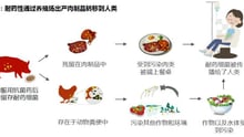 抗生素转移至人体的相关路径