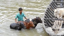 Animal in disaster