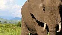 elephant in tanzania