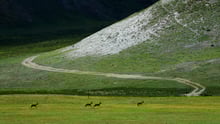 Przewalski's antelope are seen in Sanjiangyuan, Qinghai Province
