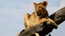 lion
