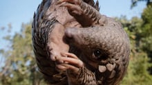 pangolin