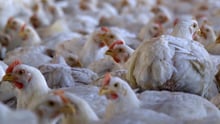 Chicken farm