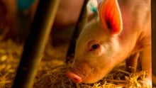 Pig
