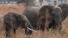 Elephants