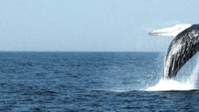 whales