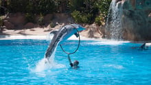 Dolphin show in Tenerife