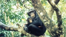 chimpanzee