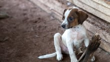 大规模犬只疫苗接种是防治狂犬病唯一科学有效解决方案