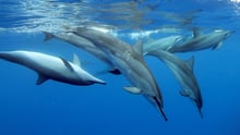 dolphin