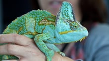lizard