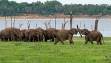 elephants