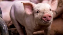 UK pig farm
