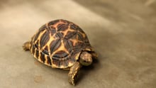 tortoise