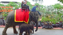 elephant