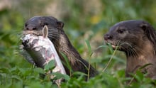 otter