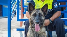 police dog