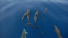 dolphin