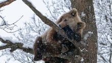 bear