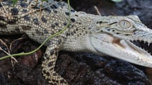 salt water crocodile