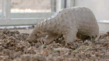 150 Pangolins saved from cruel fate