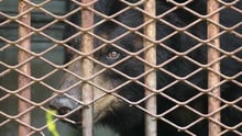 给圈养黑熊绝育：退出熊胆业韩国迈出重要一步