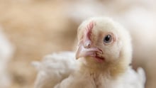 世界动物保护协会：肉鸡高福利养殖经济可行