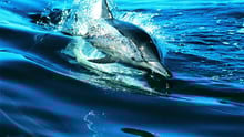 dophin
