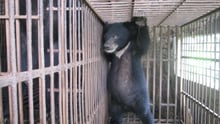 A small bear trapped in a cage for bear bile farming