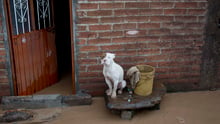 Dog surrounded by flood in Mexico