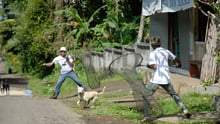 巴厘岛推出历史性的全岛运动，消除狂犬病