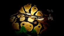 ball python