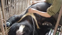 新闻报道指出“熊胆”可治疗心脏病，世界动物保护协会就此澄清事实