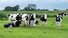 支持更健康的乳制品、为欧洲奶牛自豪