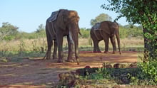 Two elephants are chained in their own habitat. 
