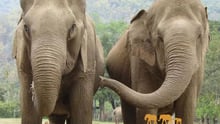elephant