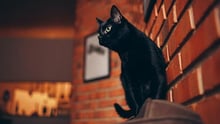 blackcat