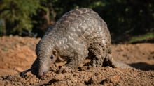 pangolin