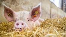 pig