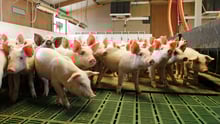 Pigs at indoor farm in China