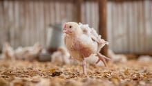 19-day old chicken