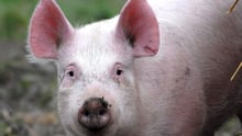 pig