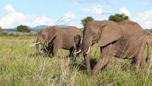 elephant