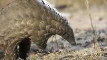 pangolin