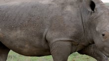 rhino