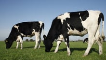 cow