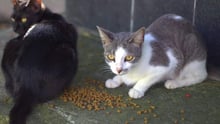 cat