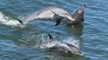 dolphins