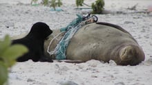 seal